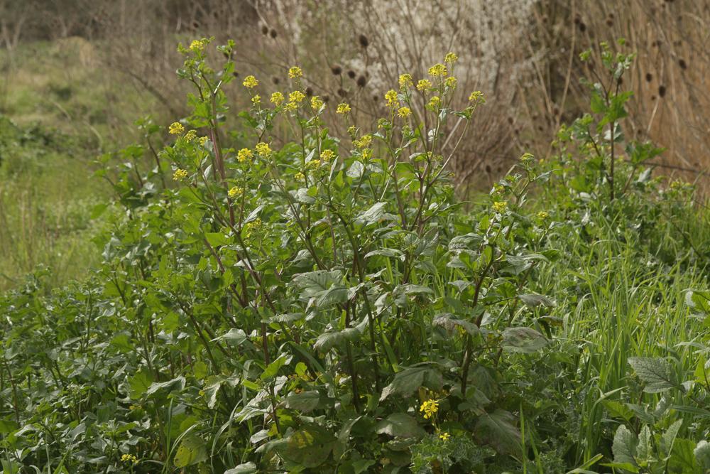 Moutarde des champs, Raveluche Sinapis arvensis L., 1753