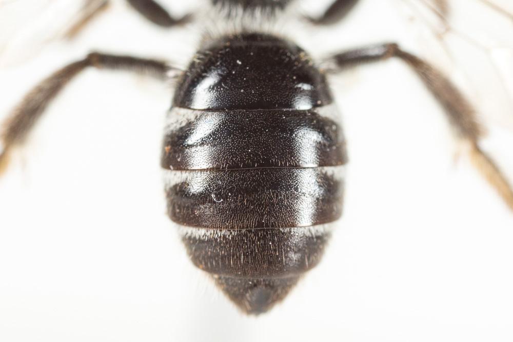  Lasioglossum sexnotatum (Kirby, 1802)