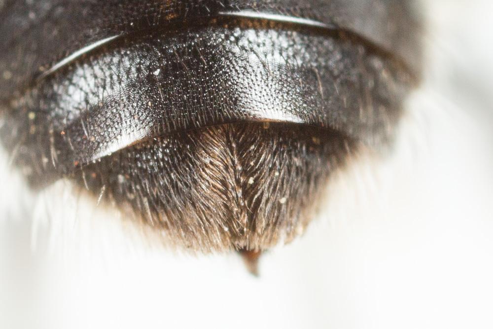  Lasioglossum sexnotatum (Kirby, 1802)