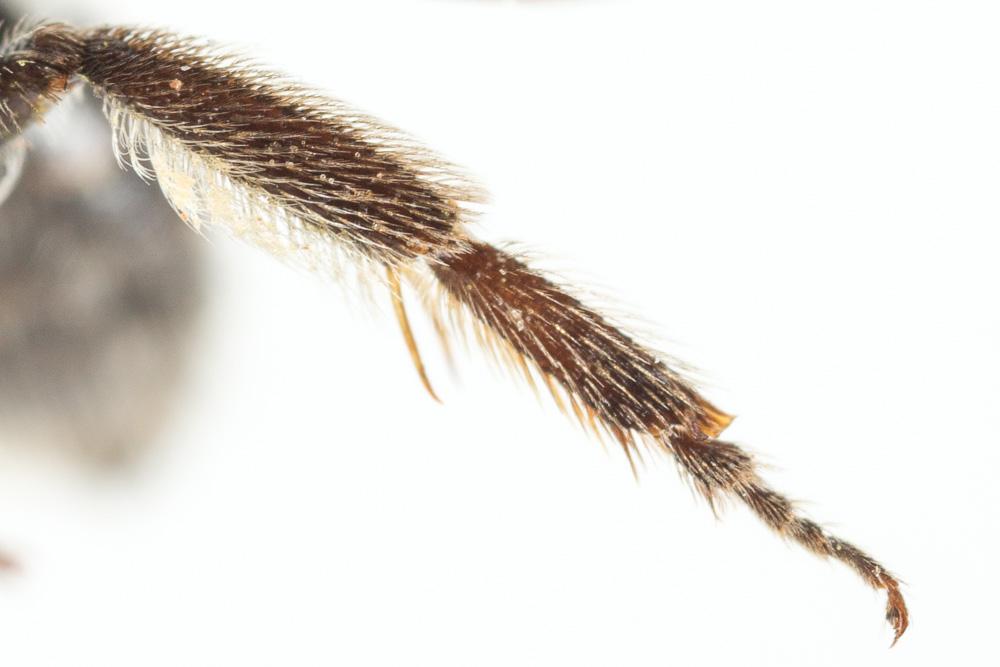 Lasioglossum sexnotatum (Kirby, 1802)