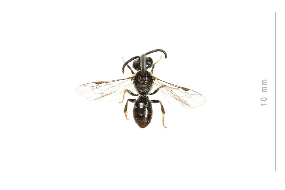  Lasioglossum pygmaeum (Schenck, 1853)