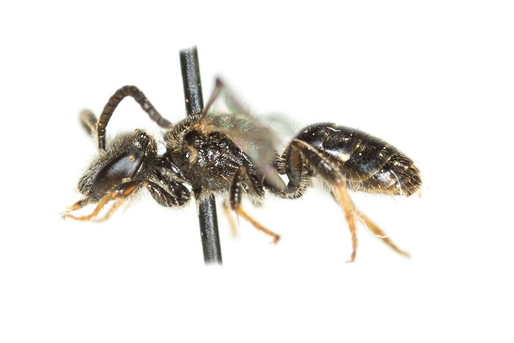 Lasioglossum pygmaeum (Schenck, 1853)
