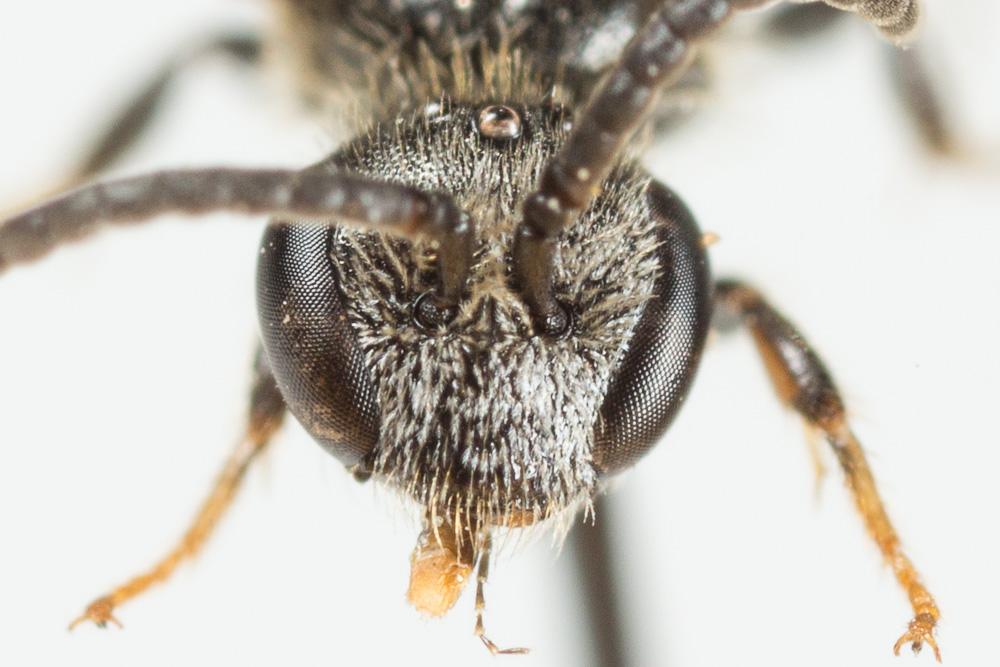  Lasioglossum pygmaeum (Schenck, 1853)