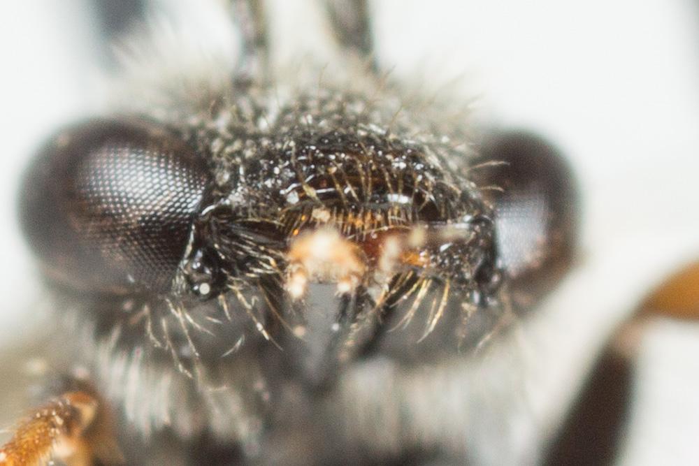  Lasioglossum pygmaeum (Schenck, 1853)