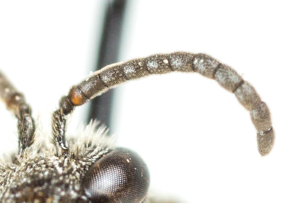  Lasioglossum pygmaeum (Schenck, 1853)