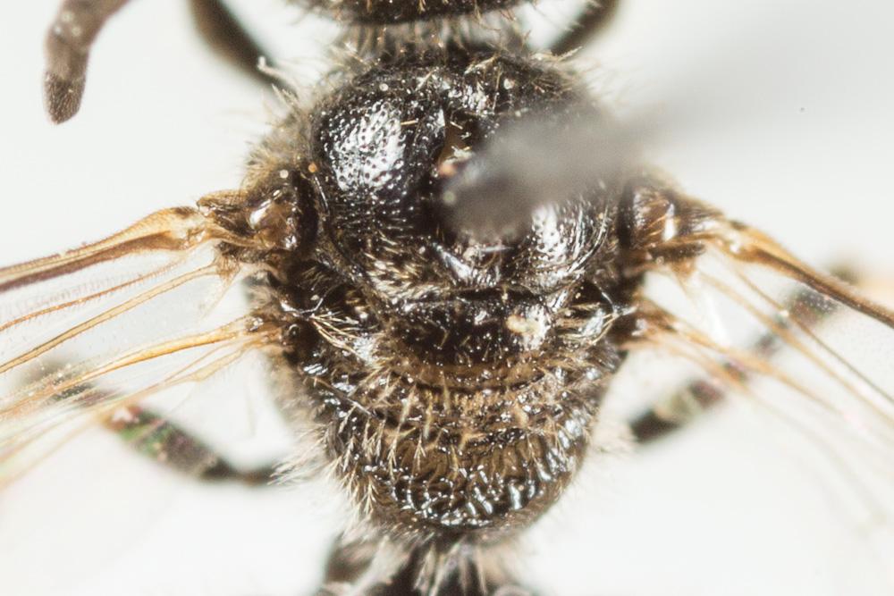  Lasioglossum pygmaeum (Schenck, 1853)