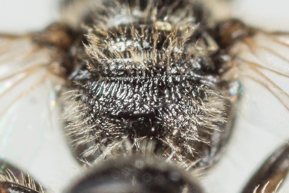 Lasioglossum pygmaeum (Schenck, 1853)