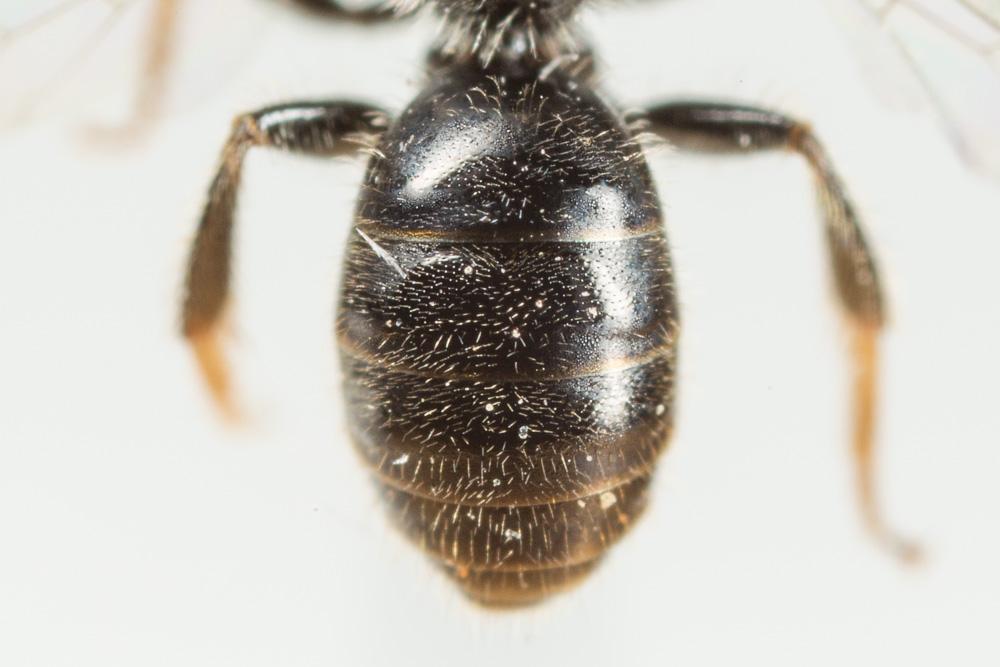 Lasioglossum pygmaeum (Schenck, 1853)