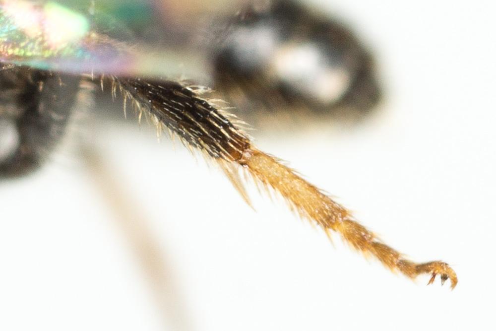 Lasioglossum pygmaeum (Schenck, 1853)