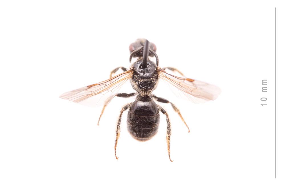 Lasioglossum puncticolle (Morawitz, 1872)