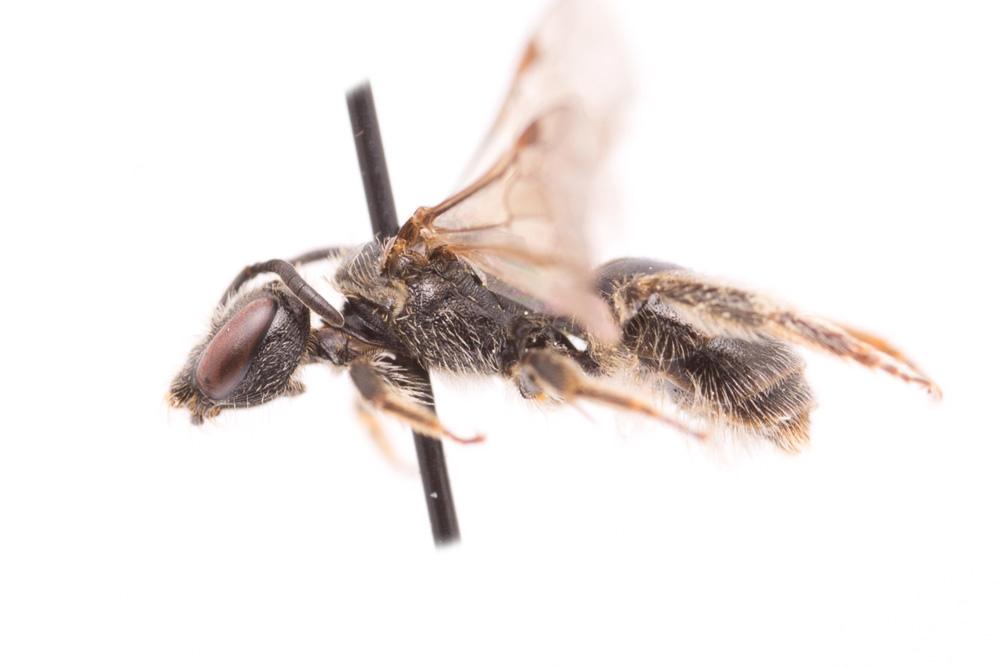 Lasioglossum puncticolle (Morawitz, 1872)
