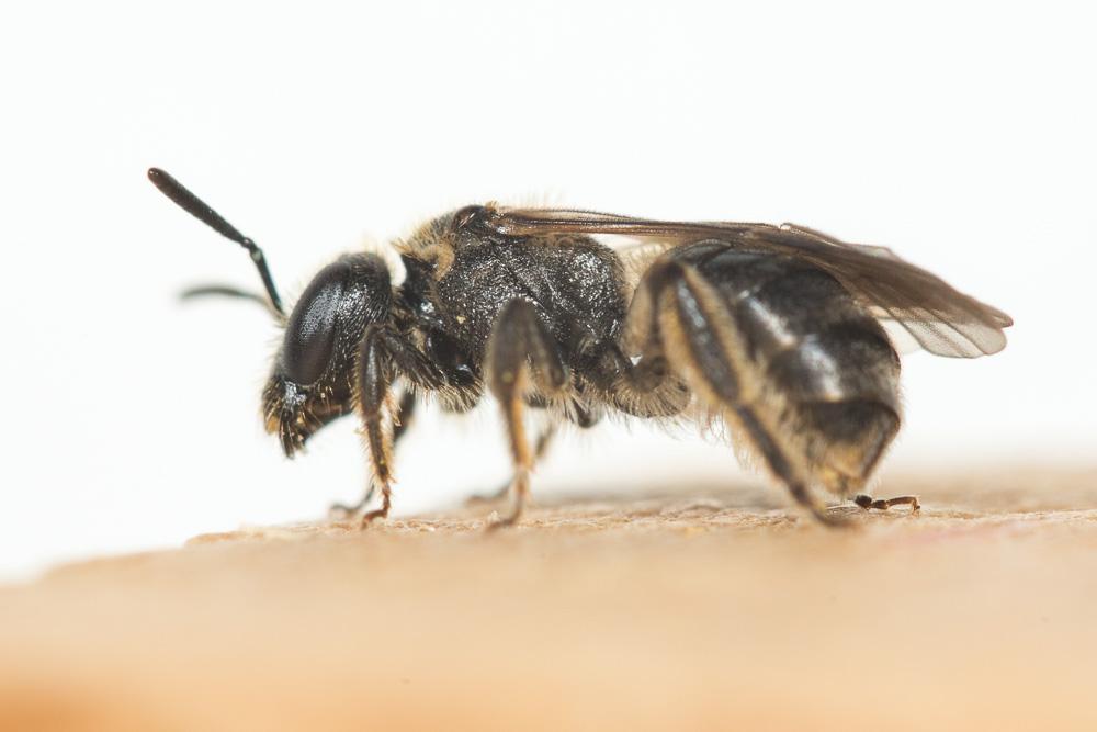  Lasioglossum puncticolle (Morawitz, 1872)
