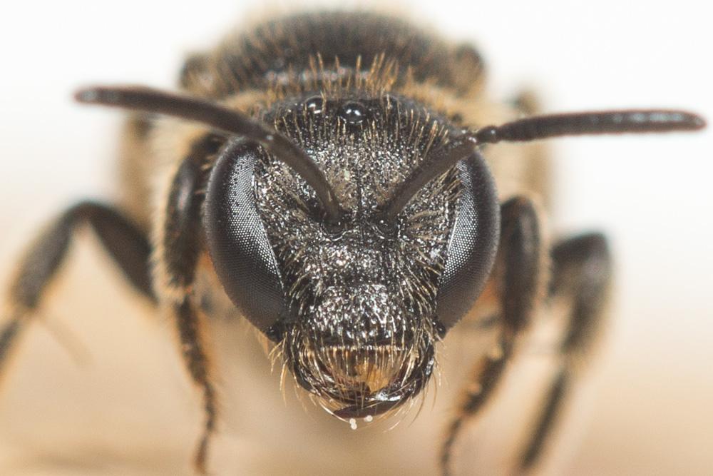 Lasioglossum puncticolle (Morawitz, 1872)