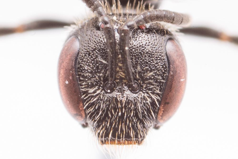  Lasioglossum puncticolle (Morawitz, 1872)