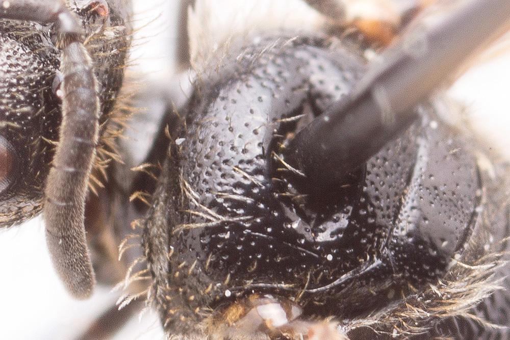 Lasioglossum puncticolle (Morawitz, 1872)