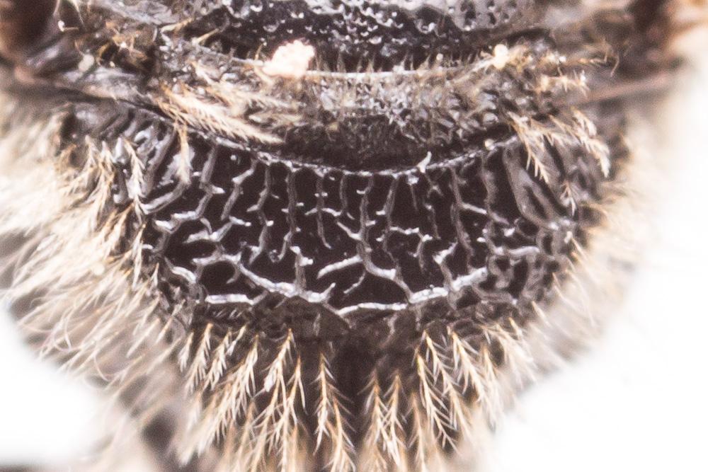  Lasioglossum puncticolle (Morawitz, 1872)
