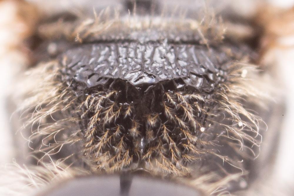  Lasioglossum puncticolle (Morawitz, 1872)