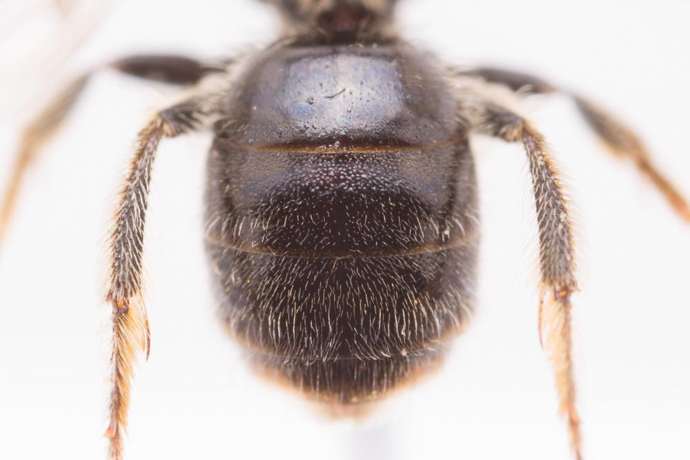  Lasioglossum puncticolle (Morawitz, 1872)
