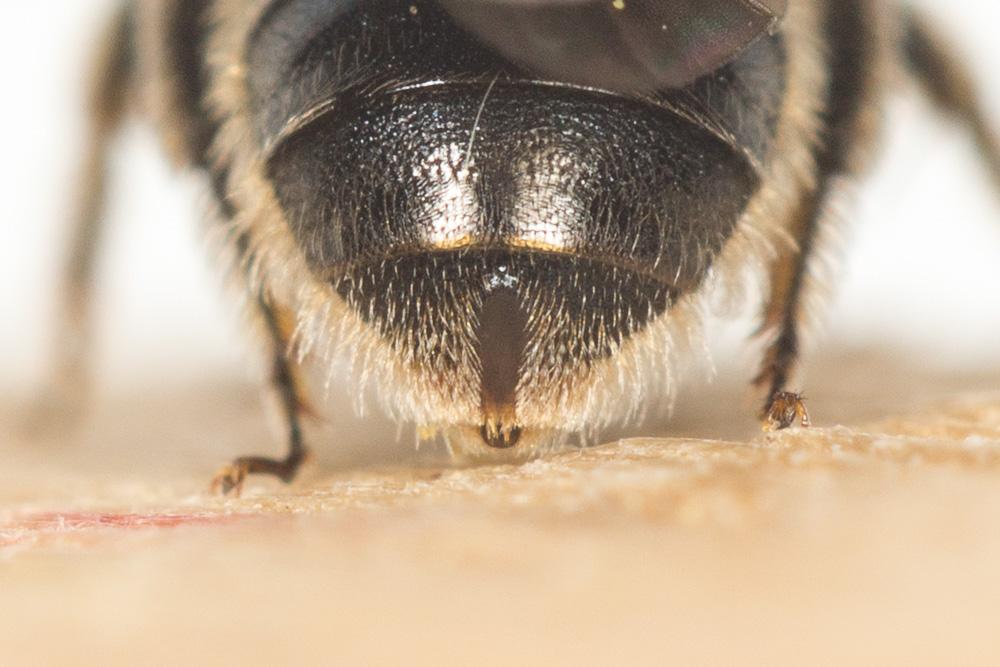  Lasioglossum puncticolle (Morawitz, 1872)