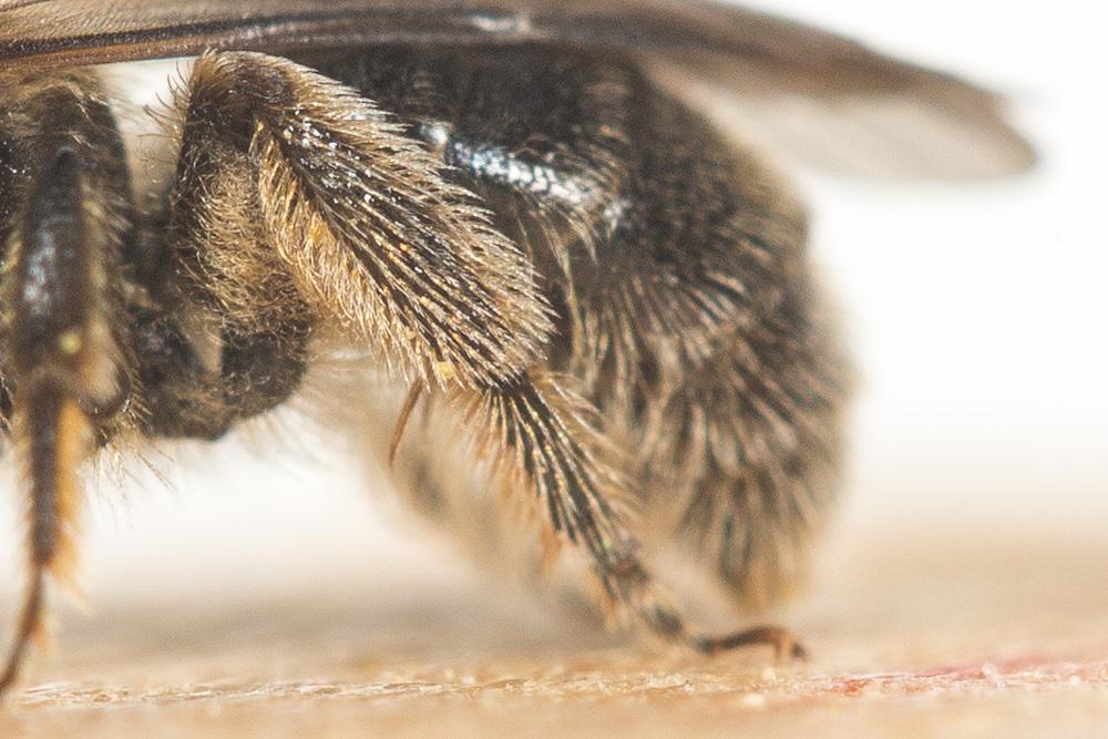  Lasioglossum puncticolle (Morawitz, 1872)