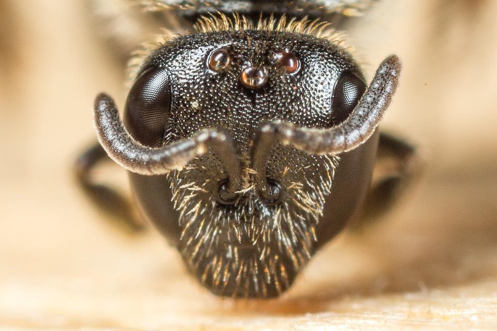 Lasioglossum punctatissimum (Schenck, 1853)