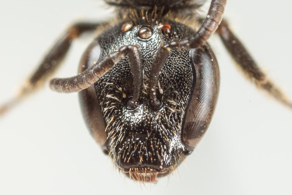  Lasioglossum punctatissimum (Schenck, 1853)