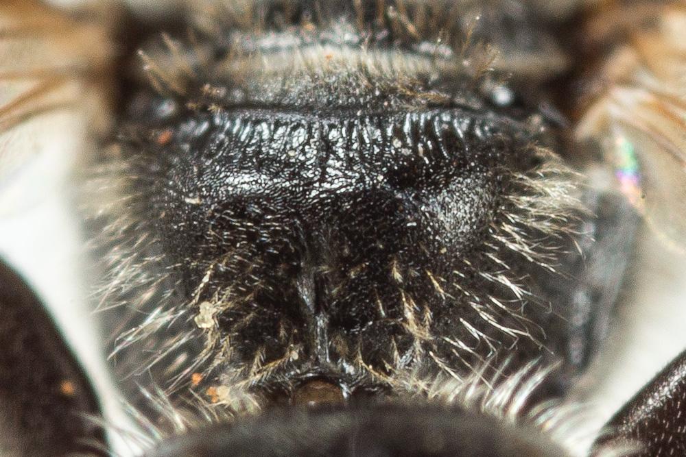  Lasioglossum punctatissimum (Schenck, 1853)