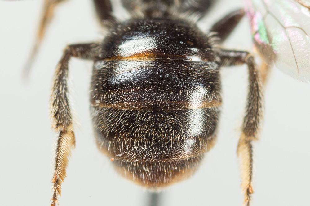  Lasioglossum punctatissimum (Schenck, 1853)