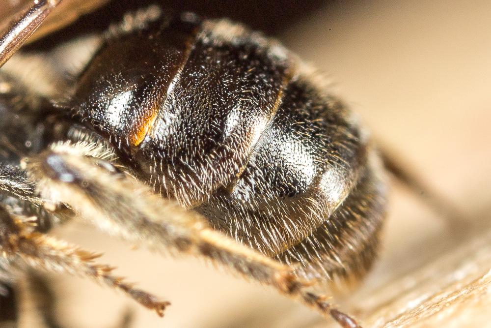  Lasioglossum punctatissimum (Schenck, 1853)