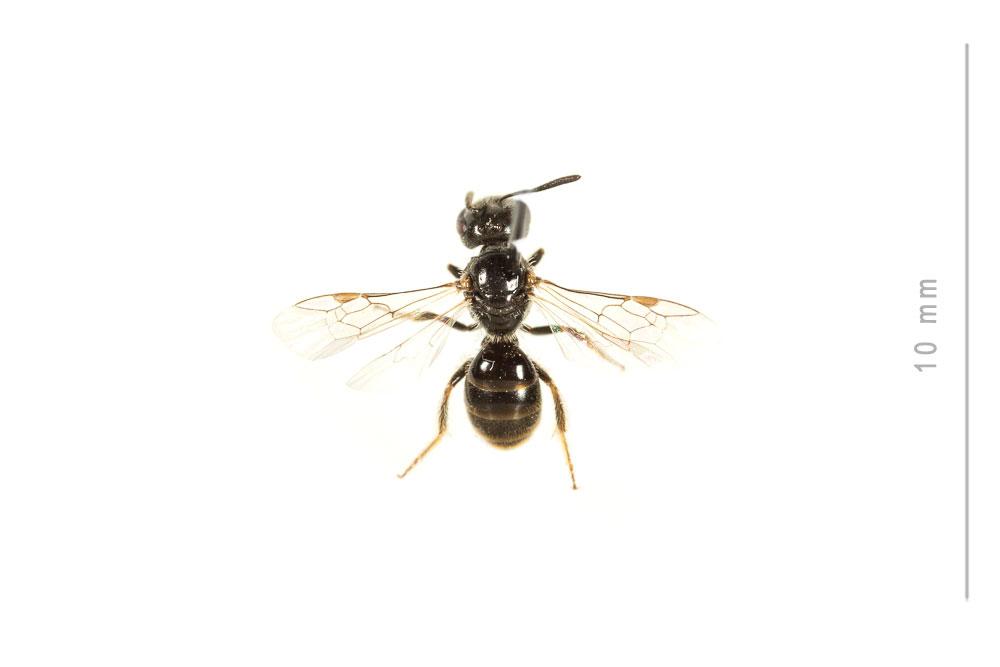  Lasioglossum politum (Schenck, 1853)