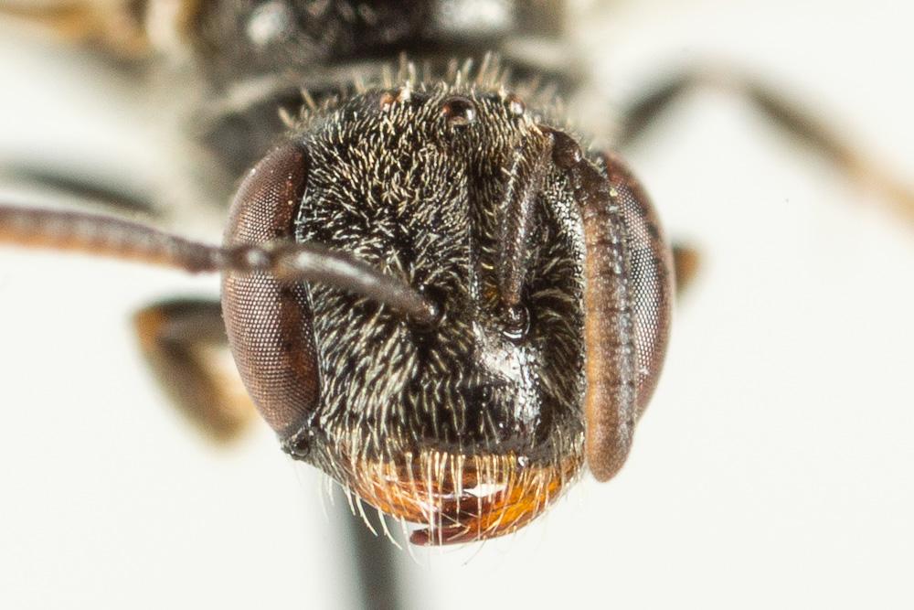 Lasioglossum politum (Schenck, 1853)