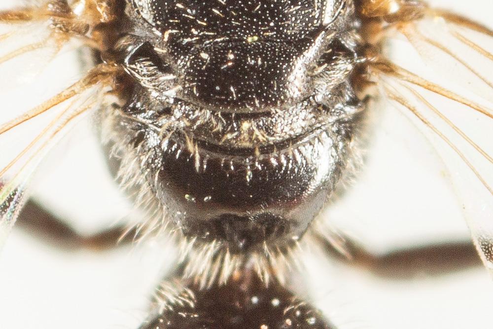  Lasioglossum politum (Schenck, 1853)