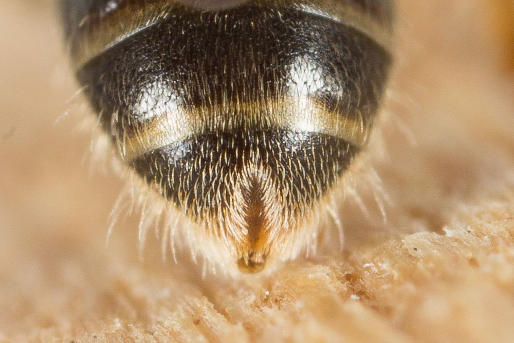  Lasioglossum politum (Schenck, 1853)