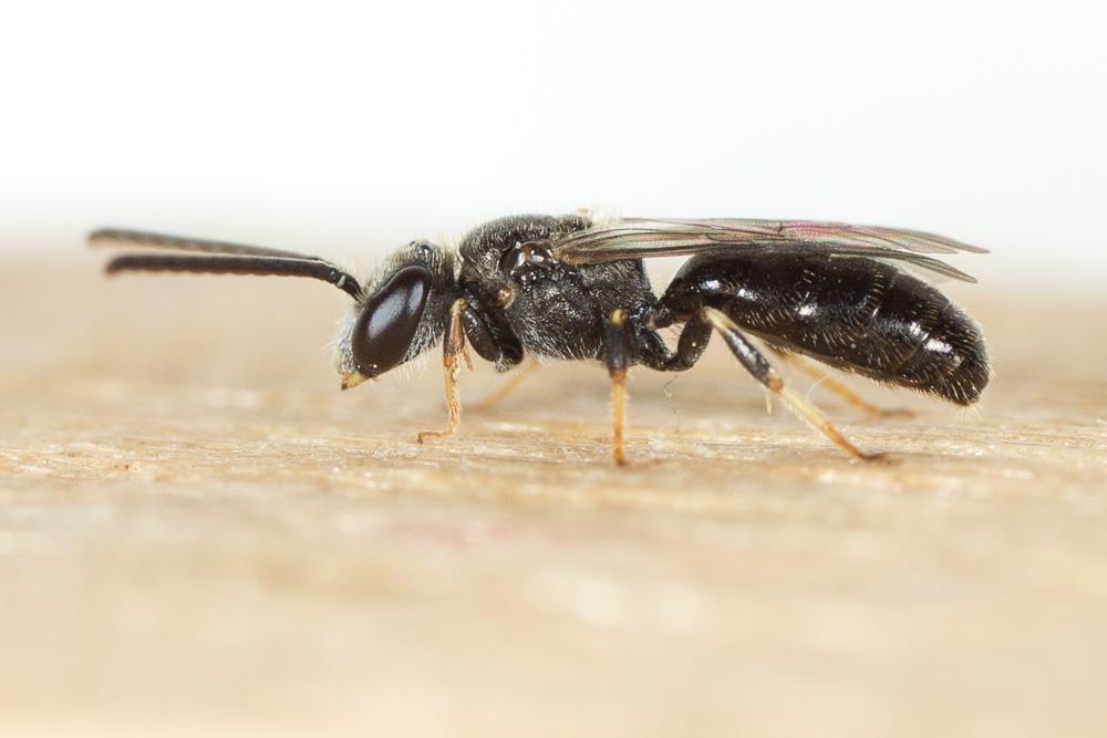 Lasioglossum politum (Schenck, 1853)