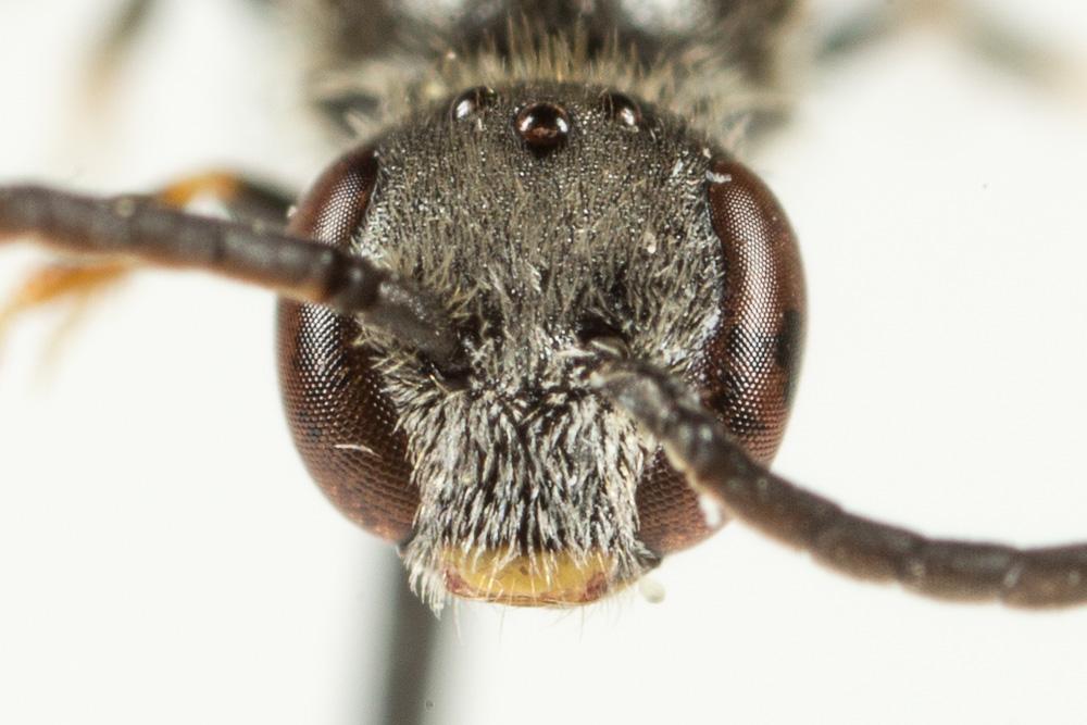  Lasioglossum politum (Schenck, 1853)