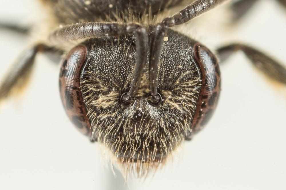Lasioglossum pallens (Brullé, 1832)
