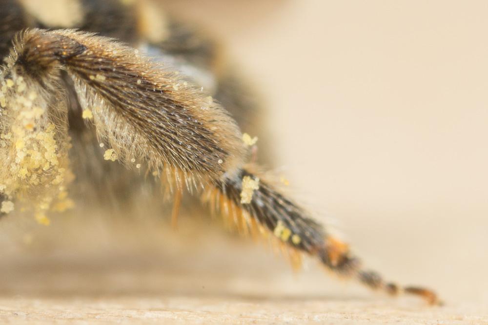 Lasioglossum pallens (Brullé, 1832)