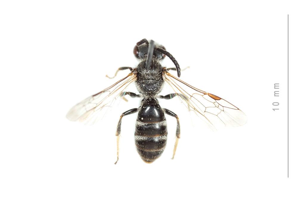  Lasioglossum pallens (Brullé, 1832)
