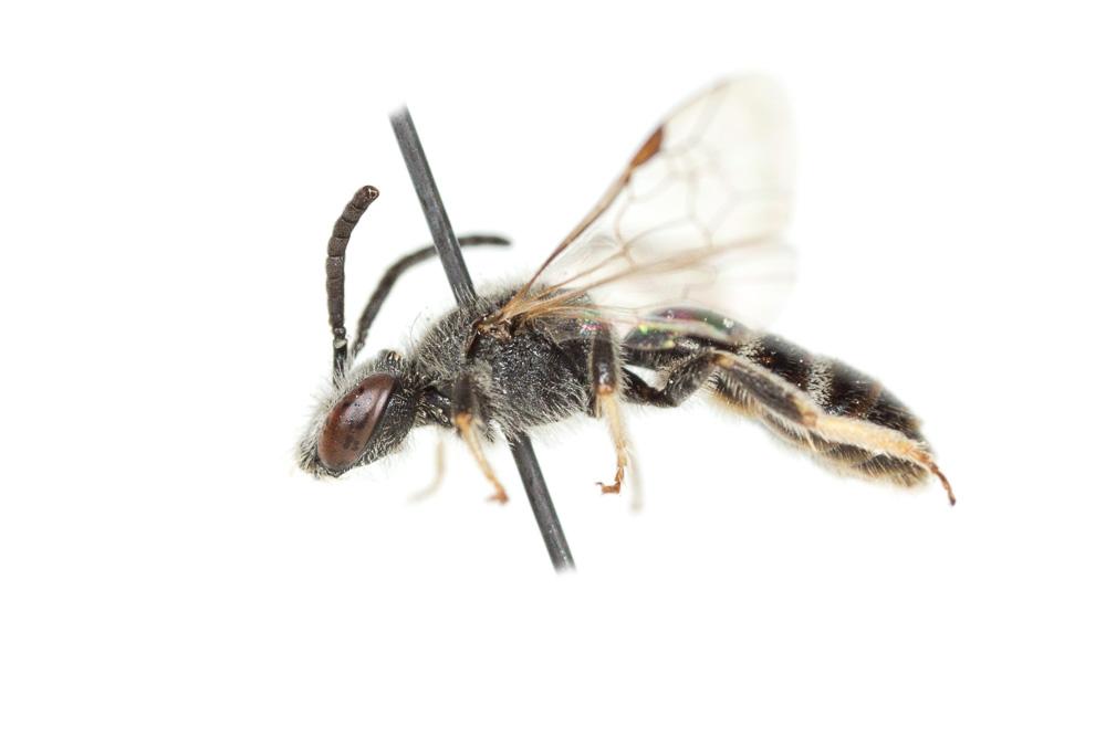  Lasioglossum pallens (Brullé, 1832)