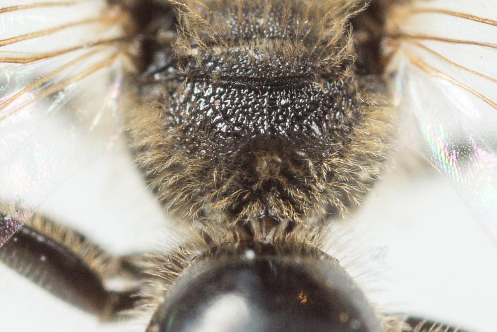  Lasioglossum pallens (Brullé, 1832)