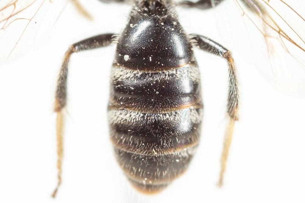 Lasioglossum pallens (Brullé, 1832)