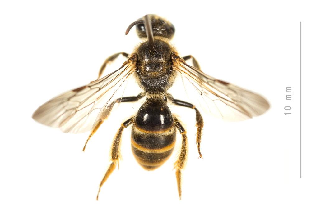 Lasioglossum nigripes (Lepeletier, 1841)