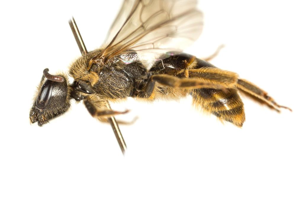  Lasioglossum nigripes (Lepeletier, 1841)