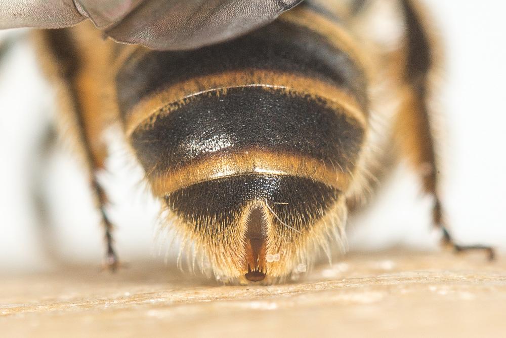 Lasioglossum nigripes (Lepeletier, 1841)