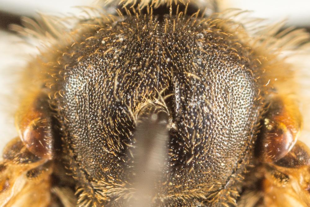  Lasioglossum nigripes (Lepeletier, 1841)