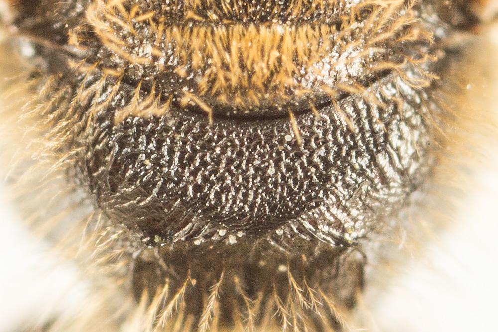 Lasioglossum nigripes (Lepeletier, 1841)