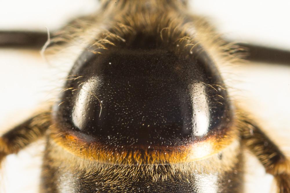 Lasioglossum nigripes (Lepeletier, 1841)