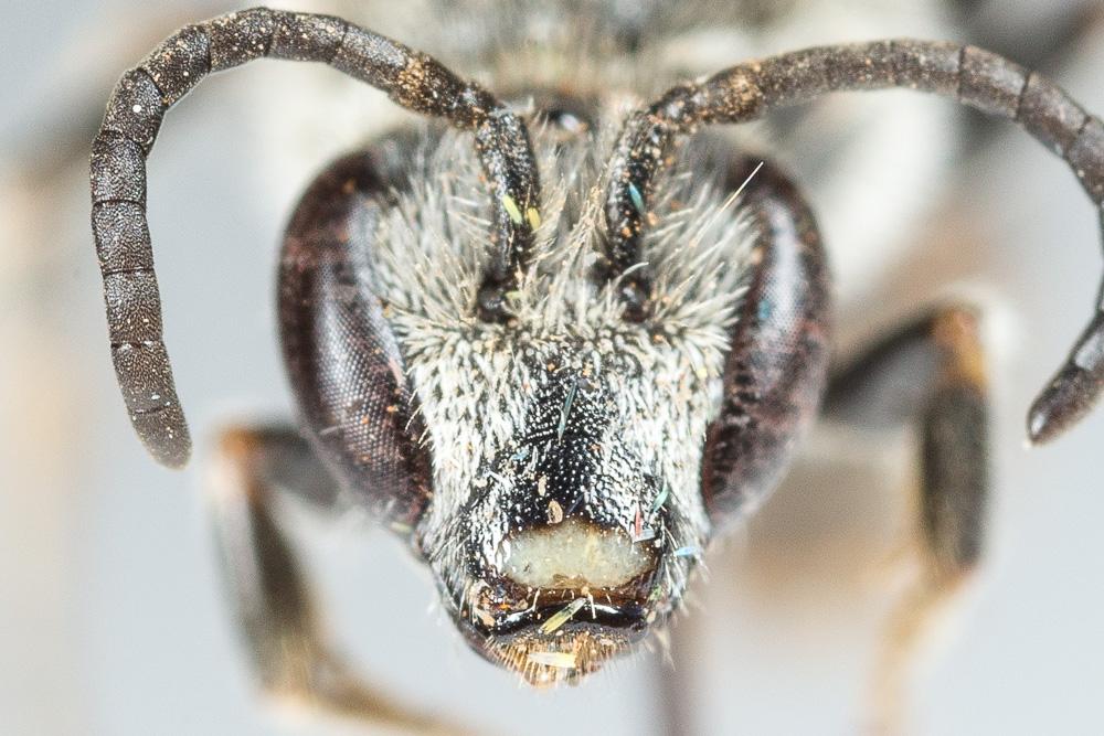  Lasioglossum nigripes (Lepeletier, 1841)