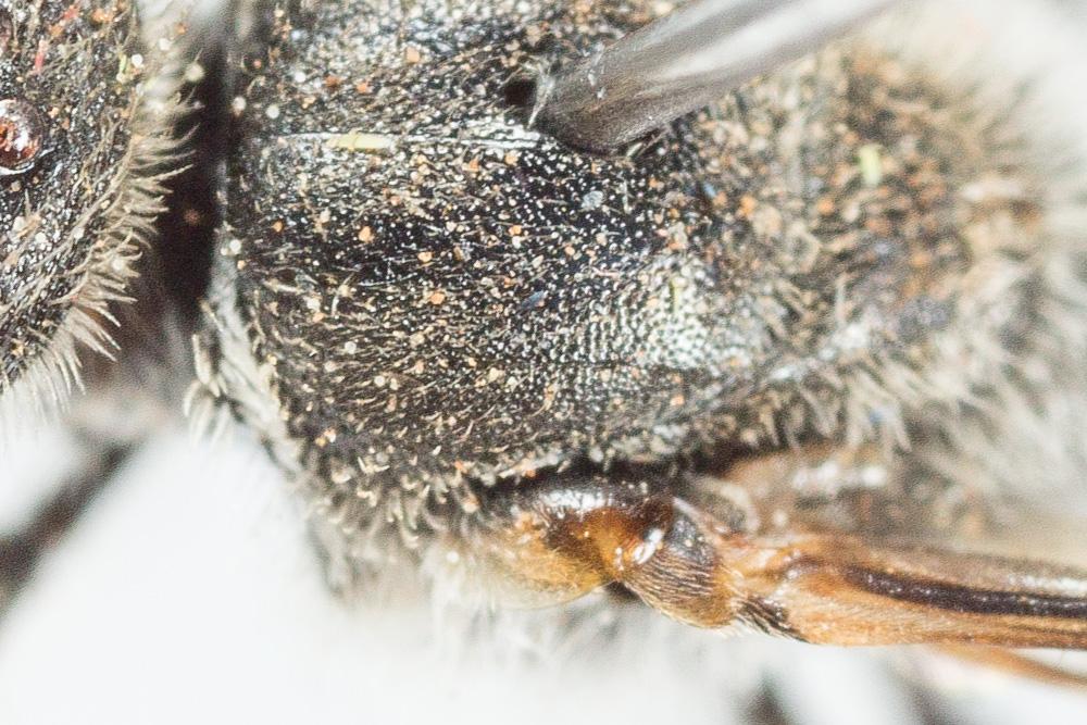 Lasioglossum nigripes (Lepeletier, 1841)