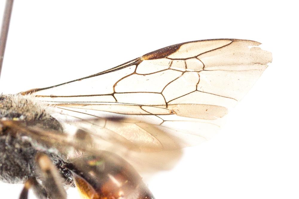 Lasioglossum nigripes (Lepeletier, 1841)